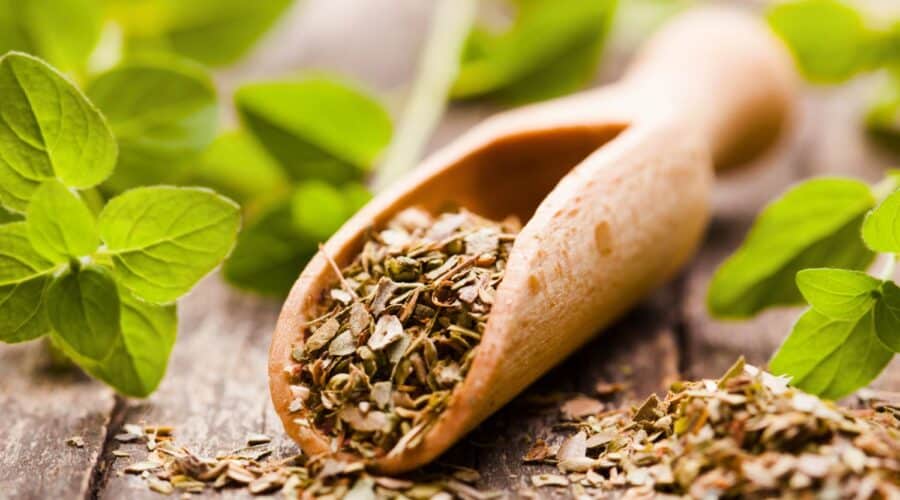 Mexican Oregano