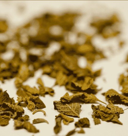 Oregano Mexico