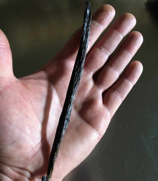 Planifolia Vanilla Bean