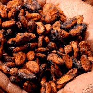 cocoa bean