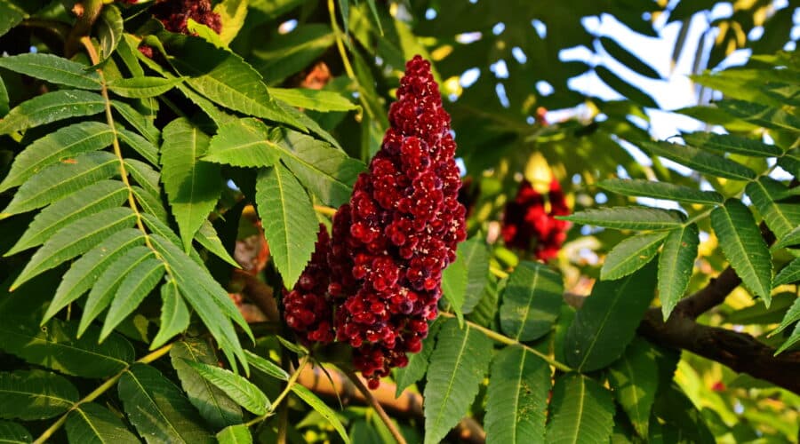 Sumac berry
