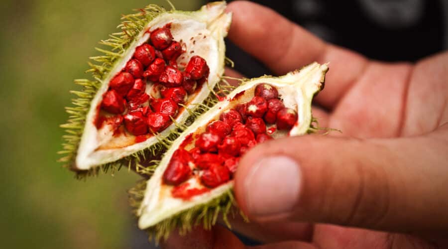 annatto