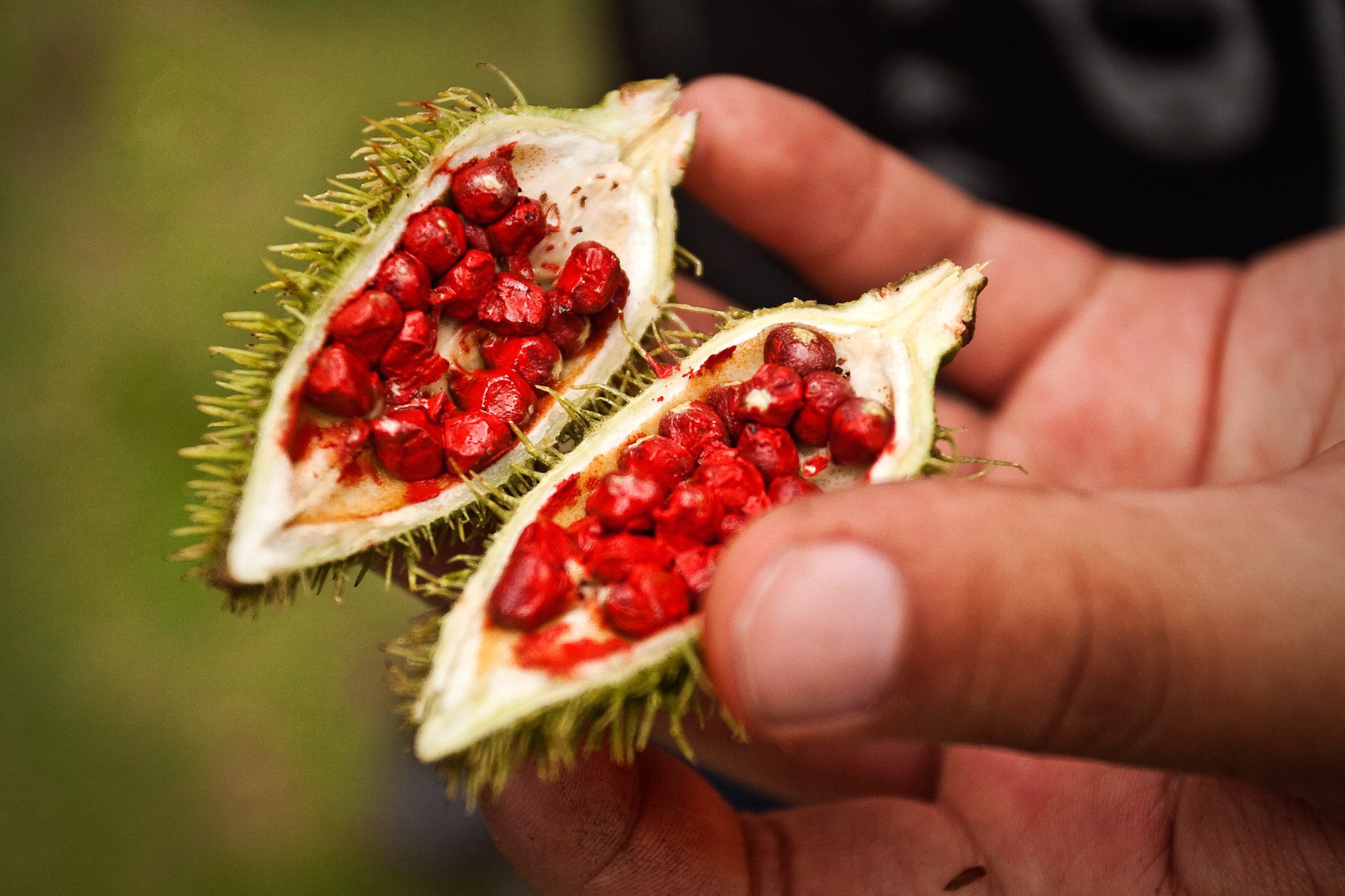 annatto