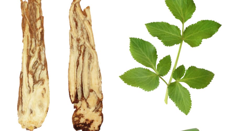 Herbal bitters
