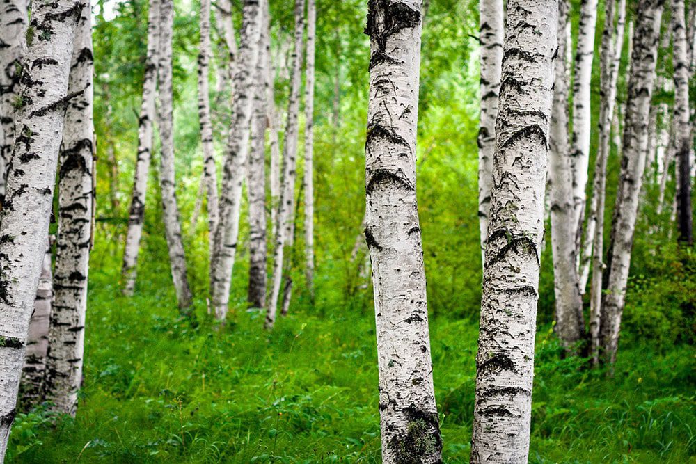The Silver Birch Tree And Its Benefits