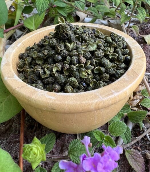 Peppercorn, Szechuan Green