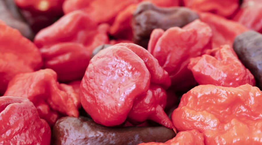 Cooking With the World’s Hottest Peppers