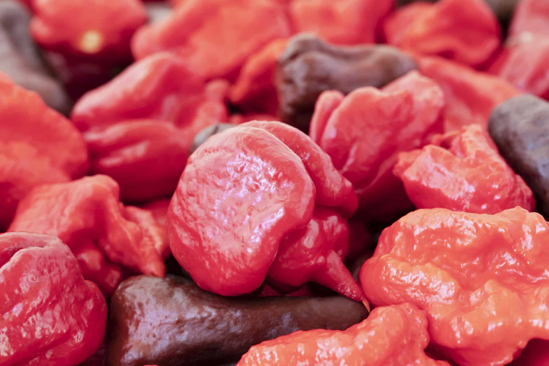 Cooking With the World’s Hottest Peppers