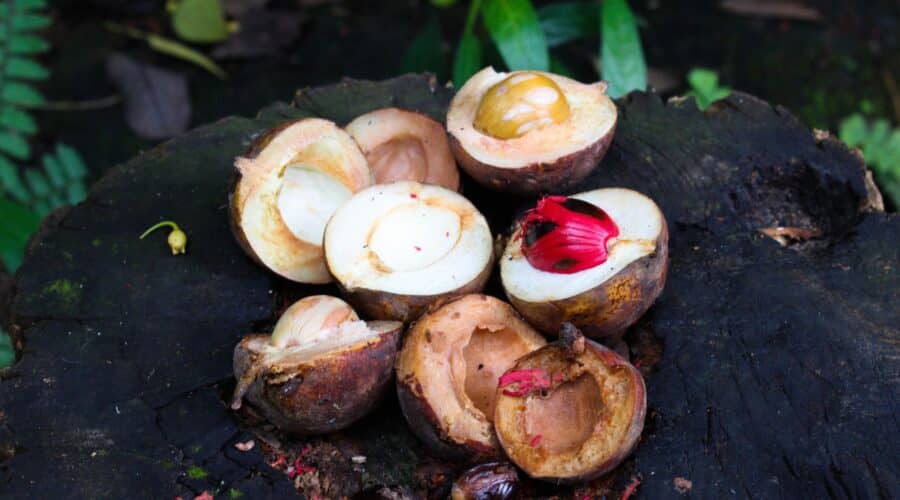 nutmeg spice