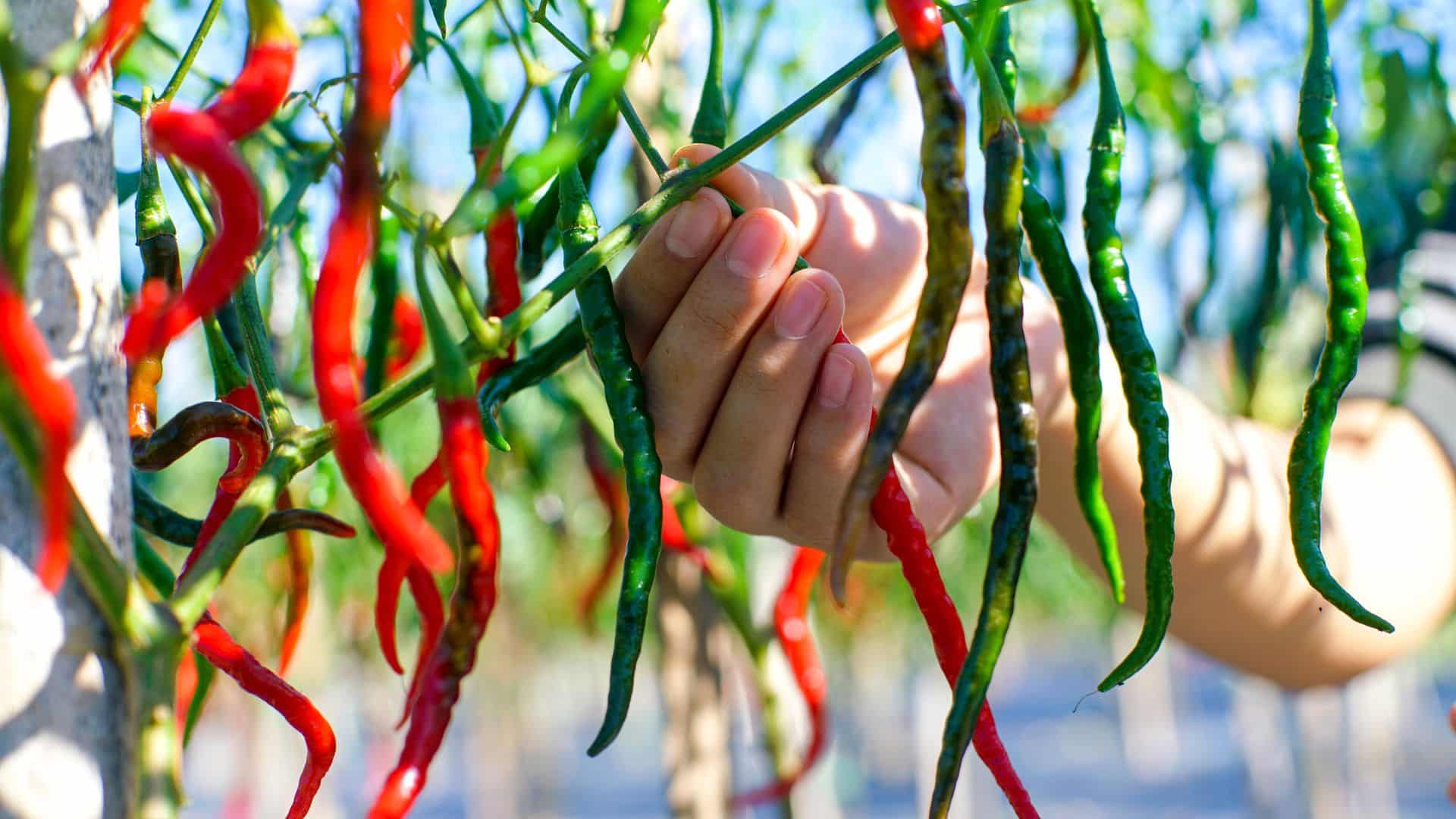 DIY spice gardening