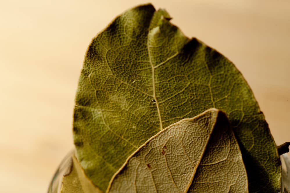 California bay leaf
