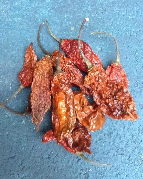 Ghost Pepper - Bhut Jolokia (10 pods)